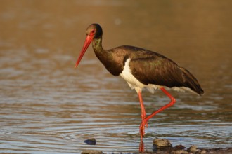 Black Stork (Ciconia nigra) foraging, Lesvos, Greece