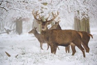 Three deer standing attentively in the snow-covered forest, surrounded by bare trees, winter, red