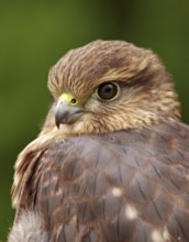 Merlin (Falco columbarius) juvenile, Saskatchewan, Canada