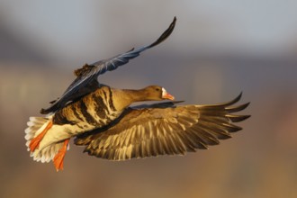 Greater White-fronted Goose (Anser albifrons) flying, North Rhine-Westphalia, Germany