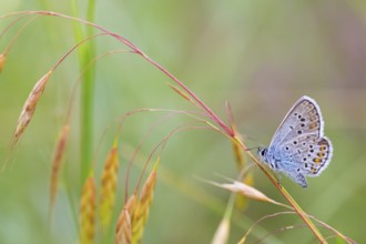 Plebeian Blue, (Plebejus argus), animals, insects, butterflies, butterfly, butterflies, lateral,