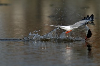 Common Tern (Sterna hirundo) flying, Lower Saxony, Germany