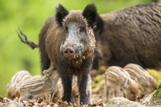 Wild boar (Sus scrofa) piglets (Squeaker) suckle milk at their mother in a forest, Bavaria, Germany