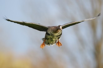 Greater White-fronted Goose (Anser albifrons) flying, North Rhine-Westphalia, Germany