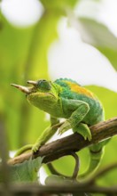 Three-horned chameleon (Trioceros jacksonii), male, between leaves on a branch, Bwindi Impenetrable