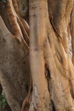 Free-growing rubber tree, old town centre of Sanremo, province of Imperia, Liguria, Italy