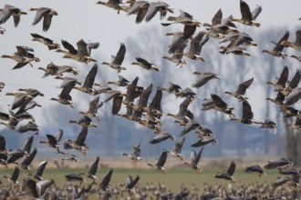 Greater White-fronted Goose (Anser albifrons) group flying, North Rhine-Westphalia, Germany