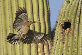 Gila Woodpecker (Melanerpes uropygialis) female flying, Arizona, USA