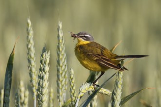 Western Yellow Wagtail (Motacilla flava) with insect in its beak, North Rhine-Westphalia, Germany