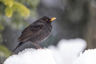 Common Blackbird (Turdus merula) male on snow, Mecklenburg-Western Pomerania, Germany