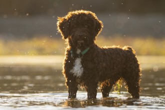 A fluffy dog stands in a sunny river, surrounded by the soft glow of the golden hour. Water