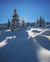 Untouched winter landscape with deep snow-covered forest in the Harz National Park, the sun shining