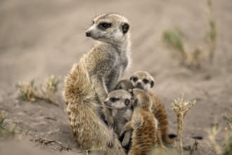 Meerkats or suricates (Suricata suricatta), mother with young, Makgadikgadi Salt Pans, Makgadikgadi