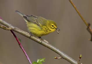 Prairie Warbler (Setophaga discolor) female with caterpillar in its beak, Ohio, USA