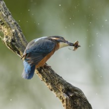 Kingfisher (Alcedo atthis) sitting on an old branch, perch, with tadpole prey in its beak, Lower