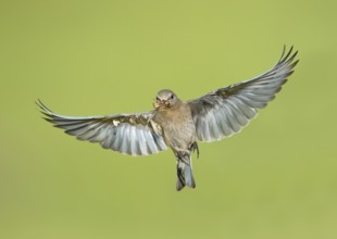 Mountain Bluebird (Sialia currucoides) female flying with food in its beak, British Columbia,