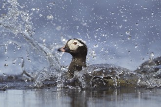 Long-tailed Duck (Clangula hyemalis) male bathing, Alaska, USA