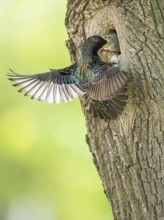 Common Starling (Sturnus vulgaris) feeding young in nest hole, Rhineland-Palatinate, Germany