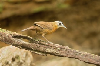 Black-capped Babbler (Pellorneum capistratum), Pahang, Malaysia