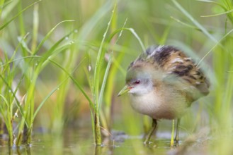 Little Crake, Little Crake, Small Crake, (Porzana parva), biotope, habitat, foraging, family of