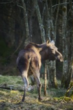 Elk (Alces alces) standing on a meadow on the edge of a forest, Bavaria, Germany