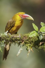 Saffron Toucanet (Pteroglossus bailloni) perched on a branch in the Atlantic rainforest of