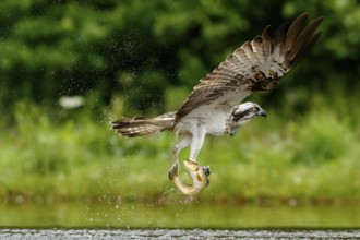 Osprey (Pandion haliaetus), fishing on lake, Cairngorms National Park, Scotland, United Kingdom
