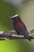 Snowcap (Microchera albocoronata), Costa Rica