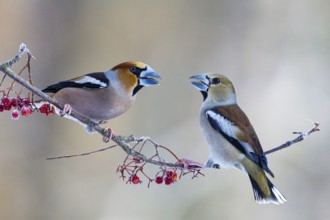 Hawfinch (Coccothraustes coccothraustes) Germany