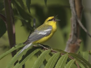Blue-winged Warbler (Vermivora cyanoptera) singing, Ohio, USA