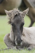 Dülmener Wildpferd, foal, Merfelder Bruch, Dülmen, North Rhine-Westphalia, Germany