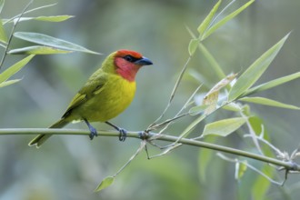 Red-headed Tanager (Piranga erythrocephala) perched on a branch in Oaxaca, Mexico
