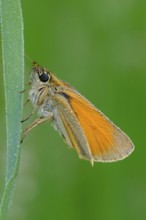 Black-headed brown butterfly, Thymelicus lineola, class Insecta, order Lepidoptera, family