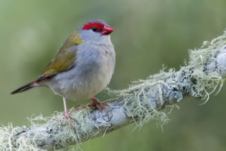 Red-browed Finch (Neochmia temporalis) perched on a branch in eastern Australia