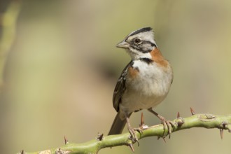 Rufous-collared Sparrow (Zonotrichia capensis) perched on a branch, Bolivia
