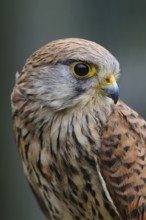 Common Kestrel (Falco tinnunculus) female, North Rhine-Westphalia, Germany