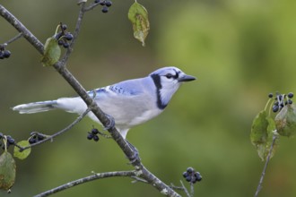 Blue Jay (Cyanocitta cristata), Ontario, Canada