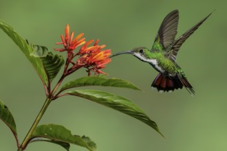 Green-breasted Mango (Anthracothorax prevostii) perched on a branch in Costa Rica