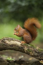 Eurasian Red Squirrel (Sciurus vulgaris) nibbling on hazelnut, Netherlands