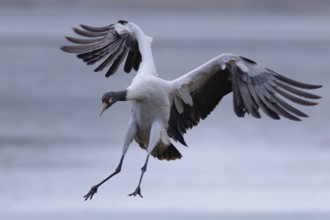 Black-necked Crane (Grus nigricollis) flying, Dashanbo, China