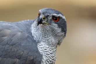 Northern Goshawk (Accipiter gentilis), adult male, Castile and Leon, Spain