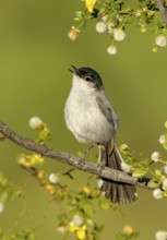 Black-tailed Gnatcatcher (Polioptila melanura) singing, Arizona, USA