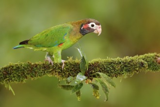 Brown-hooded Parrot, Pionopsitta haematotis, portrait of light green parrot with brown head, Costa