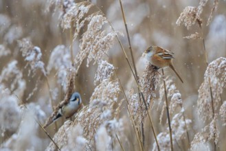 Bearded Reedling (Panurus biarmicus) pair perched in reedbed, Baden-Wuerttemberg, Germany