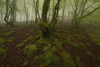 A magic forest scene with moss covered trees enveloped in morning fog in the Pyrenees. The green
