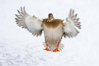 Flying mallard (anas platyrhynchos) in the snow, Vechta, Lower Saxony, Germany