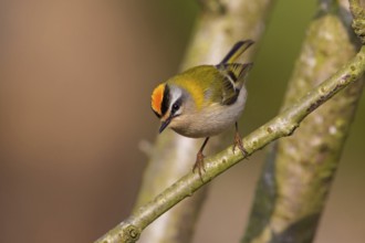 Firecrest, Regulus ignicapillus, Roitelet à triple bandeau, Roitelet triple-bandeau, Reyezuelo