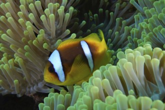 Red sea anemonefish (Amphiprion bicinctus)