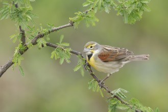 Dickcissel (Spiza americana) perched on a branch, Texas, USA