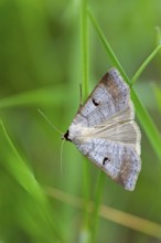 Kidney Spotted Vetch, (Lygephila pastinum), owl moth, moth, butterfly, macro, insect, Lobau,
